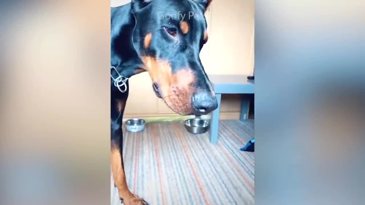 funny reaction of surprise of the dogs.