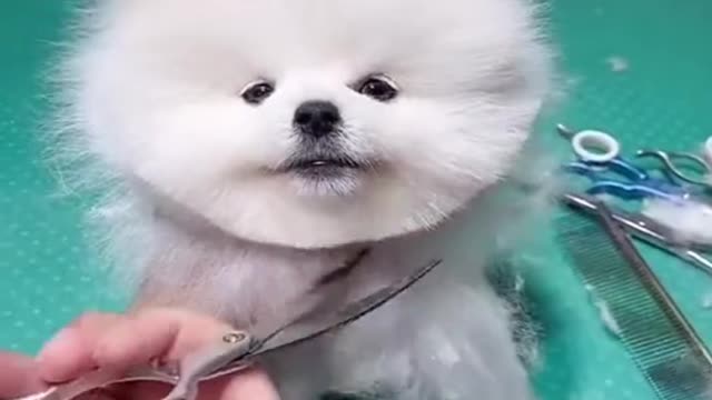 Cute & funny Dog | Dog tik tok video