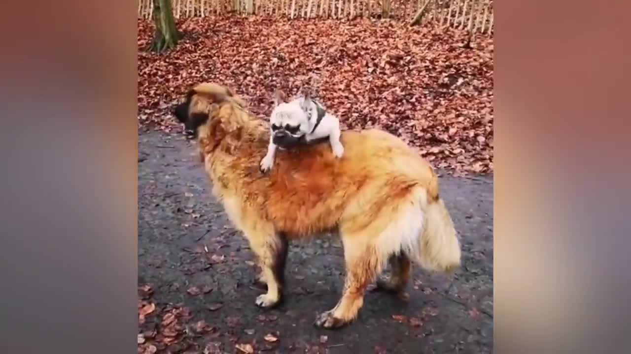 Adorable Puppy Loves Its Cute Duck Buddy