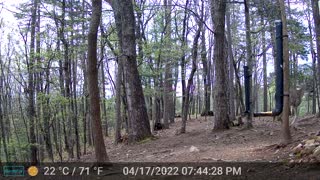 The Woods - 04/18/2022