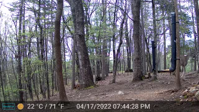 The Woods - 04/18/2022