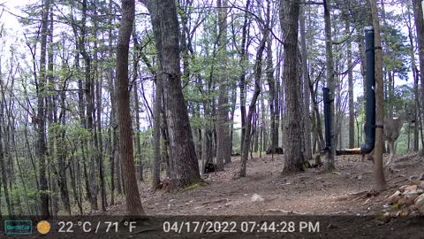 The Woods - 04/18/2022