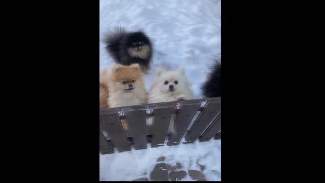 Dogs Funny Video🐶Funny Dogs #funny video