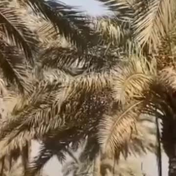 US officials are being airlifted from the embassy out of the Green Zone.