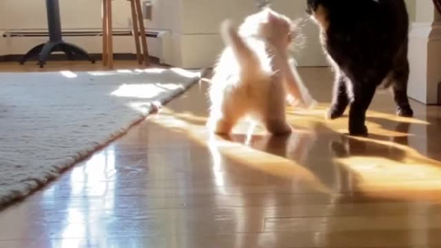 Kitten tries adorable sneak attack on adult cat