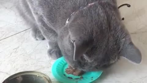 The Funniest Animals 123