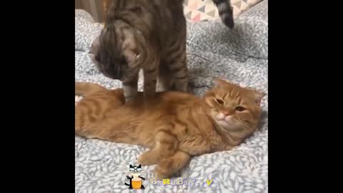 Cats and dogs make funny (смешные коты и собаки) №_13