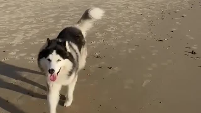 husky runs to owner #shorts