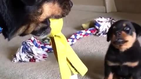 puppy grabbing a toy