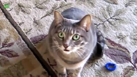 Funny Cats and Kittens Meowing / fun Friday