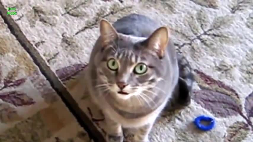 Funny Cats and Kittens Meowing / fun Friday