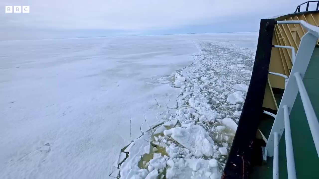 Protecting a Polar Home I Our Frozen Planet | BBC Earth