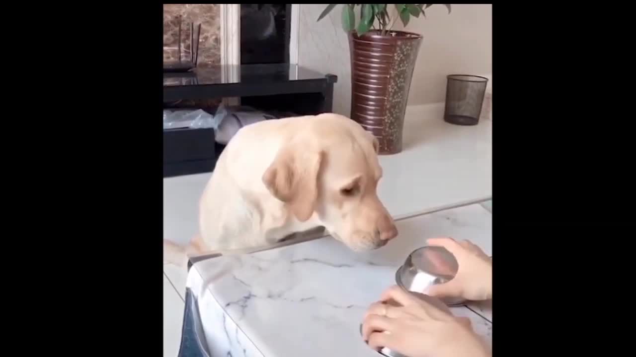 Funny cat reaction 😂😂😂 watch and injoy it