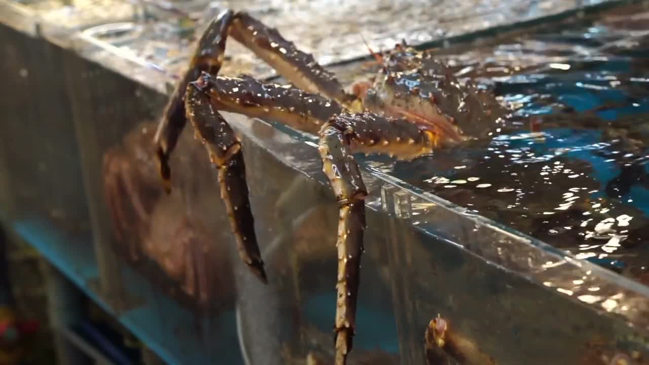 Trying escape, Alive Alaskan King Crab in restaurant market tank