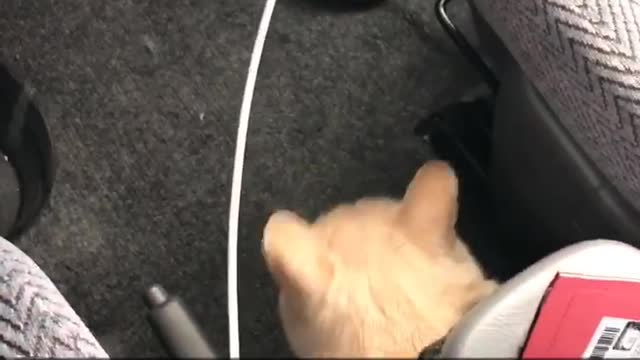 Tan cat scared hiding under seat scared of car wash