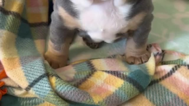 Puppy