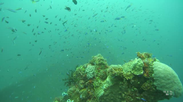 Truk Lagoon SCUBA Heian Maru Nov 2019