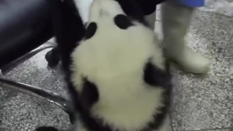 Cute panda