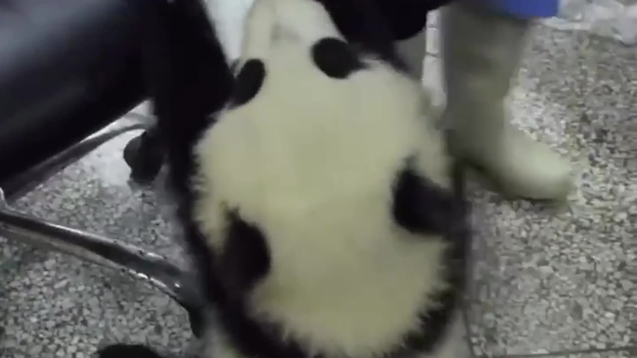 Cute panda