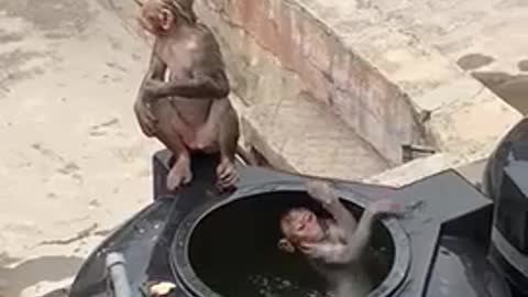 monkeys bath