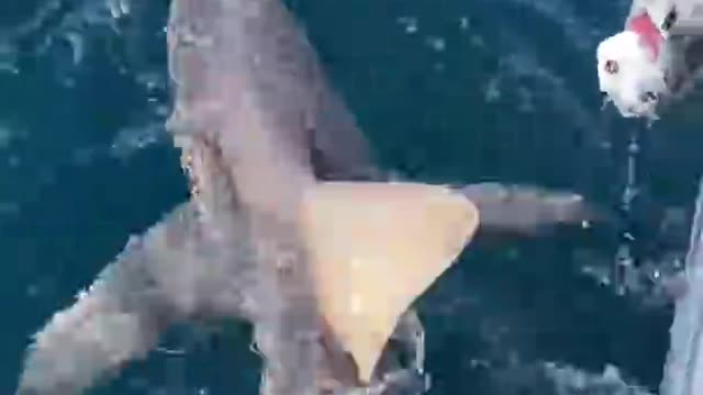 Shark Eats GoPro or Fish?