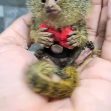 Interesting Pygmy Marmoset Facts: