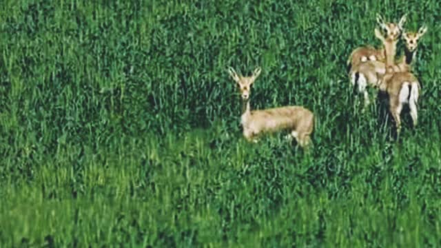 The fight engages in tension with nature
