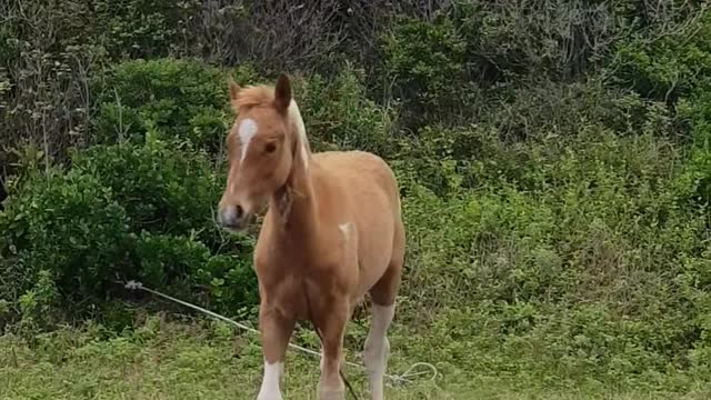 baby horse got startled while eating his meal