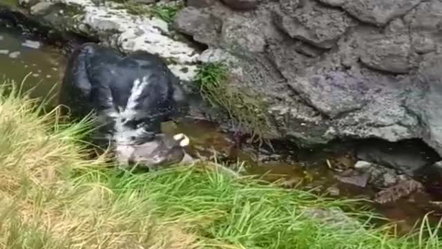 CÓNDOR BAÑÁNDOSE EN EL COLCA