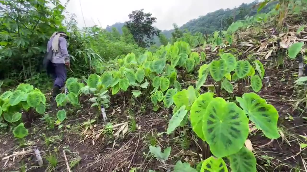 Love with Nature, watch the full video on the description of the link below