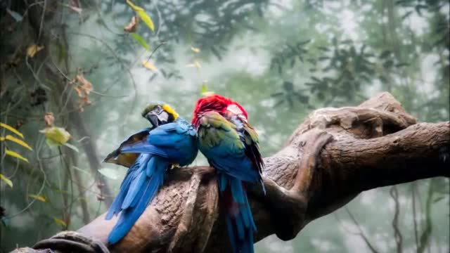 Nature Birds Ringtone | Ringtones for Android | Animal Ringtones