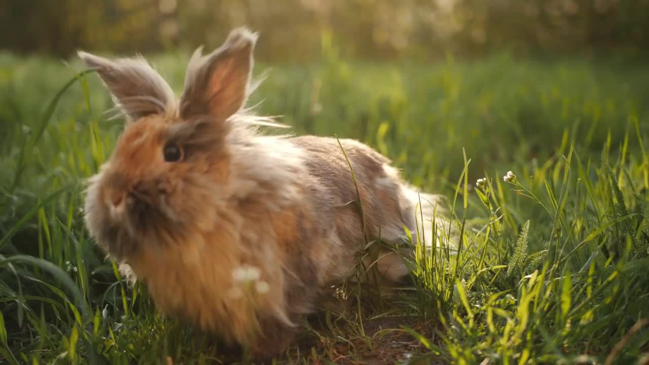 Funny little grey rabbit sits in the green grass and eats it