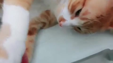 Gatinho com sono