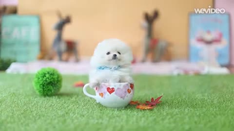 kp001-Very Cute Pomeranian Puppy