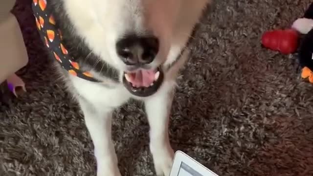 Ultimate Baby Dogs - Cute and Funny Dog Videos Compilation