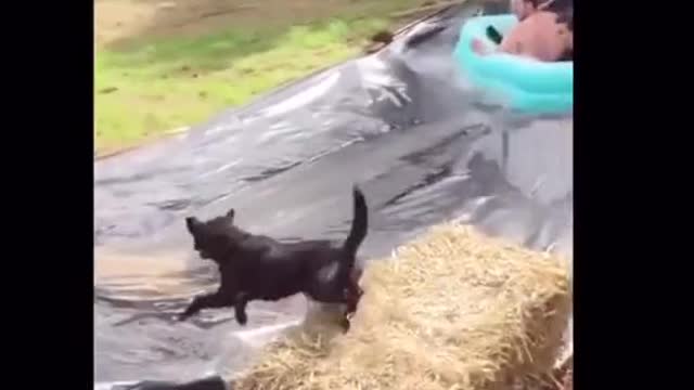 Funny Animals #10