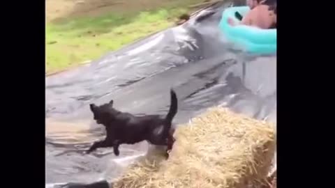 Funny Animals #10