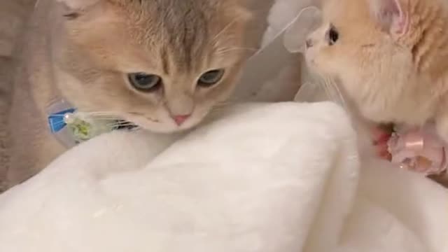 Cat video Playing cute cat video-funny cat video