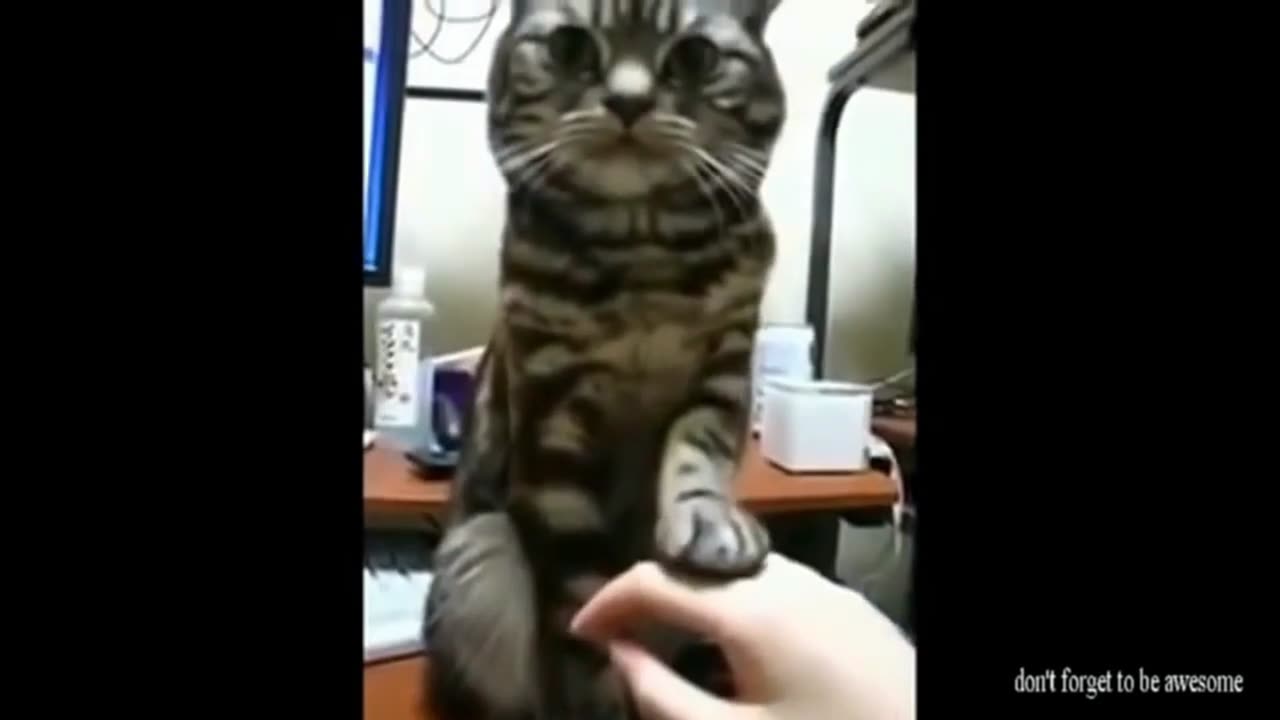 Funny Cats Compilation