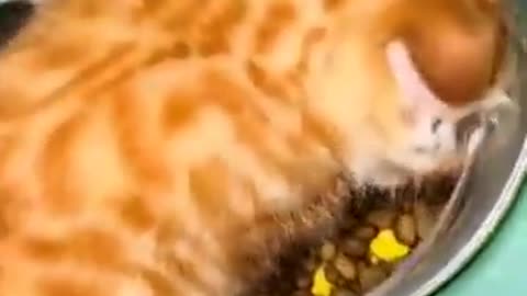 Funny video #3 - hungry cat