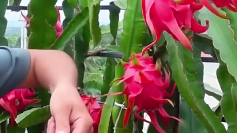 Boost your dragon fruit harvest with this planting technique