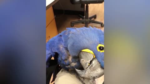 parrot talking, parrot sounds, parrot singing, parrot fish, parrot tv, parrotlet, parrot dancing, parrot talking funny, parrot minecraft, parrot alexa, parrot anafi, parrot anafi drone, parrot annoys cat, parrot and cat, parrot alexa shopping list, parrot