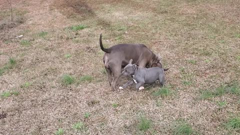 MSU Bully Farm Aliendawgs Bloodline 97924oo744