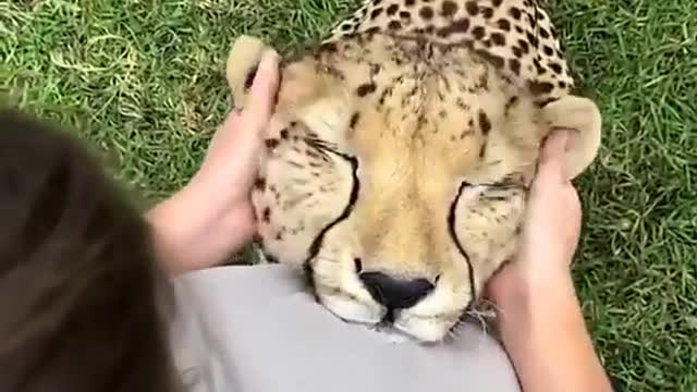 tiger massage | funny tiger|funny animal shorts||world best massage by tiger