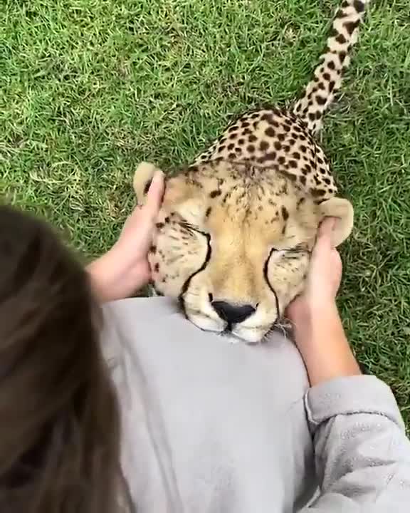 tiger massage | funny tiger|funny animal shorts||world best massage by tiger