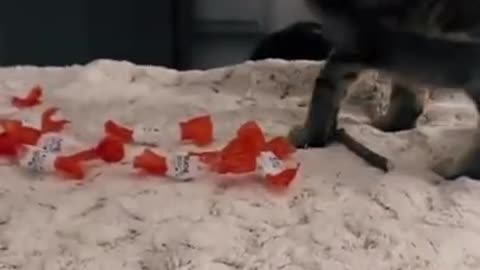 4.cat#short