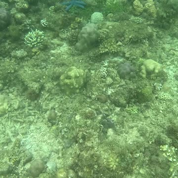 Witnessing Ocean Renewal: Snorkeling on a Healing Reef