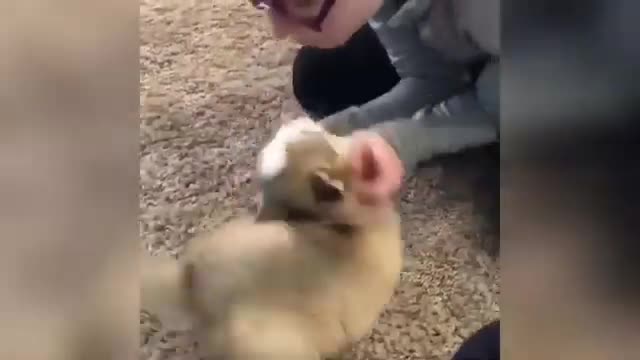 Funny And Adorable Dog Compilation 2022