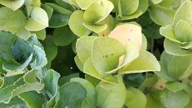 The leaves are turning yellow
