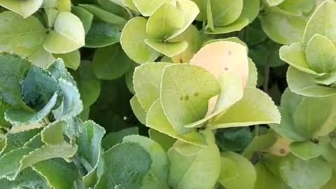 The leaves are turning yellow